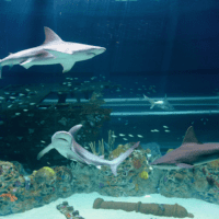 Texas State Aquarium Puts Finishing Touches on Caribbean Journey for Grand Opening