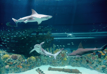 Texas State Aquarium Puts Finishing Touches on Caribbean Journey for Grand Opening Texas State Aquarium | I-10 Exit Guide