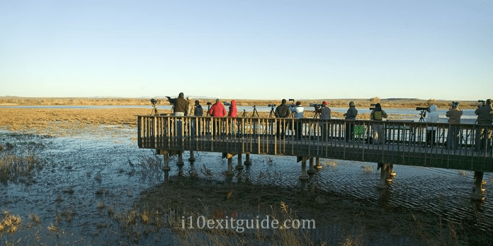 Bosque del Apache National Wildlife Refuge | I-10 Exit Guide