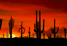 Desert Gardens RV Park – Florence, AZ desert-gardens-rv-park-–-florence,-az