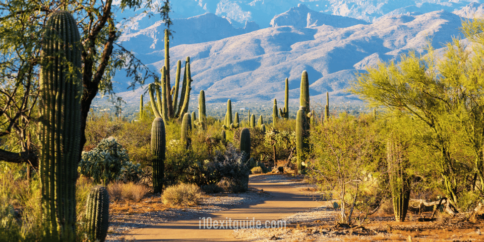 Saguaro National Park, Arizona | I-10 Exit Guide