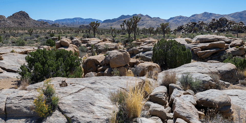 Joshua Tree National Park | I-10 Exit Guide