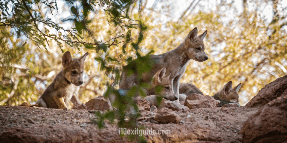 Phoenix Zoo | I-10 Exit Guide