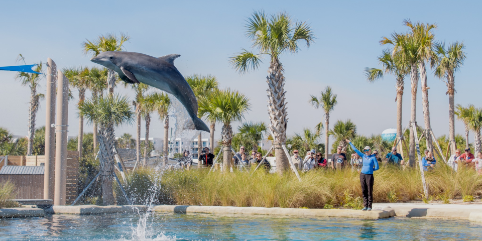 Photo Credit: Gulfarium Marine Adventure Park