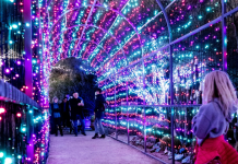 LightsUp! A Festival of Illumination Shines Bright at Tucson Botanical Gardens Tucson Botanical Gardens | I-10 Exit Guide